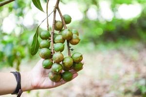 árbol de macadamia en granja y mujer mano sosteniendo nuez de macadamia en natural foto