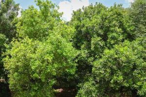 Árbol de nuez de macadamia en el verano - granja de macadamia en agricultura rural foto