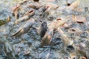 Catfish eating food on the catfish farm, feeds many freshwater fish agriculture aquaculture, catfish floating for breathe on top water in lake near river Asian photo