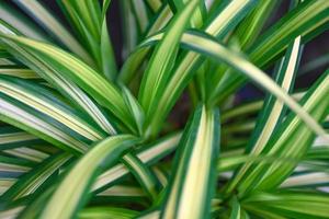 Natural green leaves pattern background, Close up leaf beautiful in the tropical forest plant jungle photo