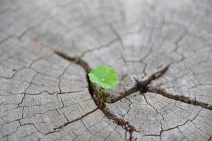 una plántula fuerte que crece en el centro del tronco de los tocones cortados. concepto de árbol de apoyo construyendo un enfoque futuro en una nueva vida foto