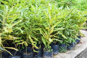 Macadamia tree in black plastic bag in the plant nursery at macadamia nuts farm agriculture photo