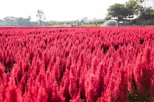 jardín de flores rojas paisaje campo de flores con granja de plantas, hermoso paisaje de flores de celosia plumosa verano foto