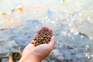 Feed the fish, close up brown pellets feeds for fish in hand, feed fish from feeding food on water surface ponds on water surface ponds, fish farm photo
