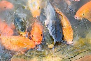 Carp fish tilapia and catfish eating from feeding food on water surface ponds on water surface ponds, fish farm floating for breathe on top water in lake near river Asian photo