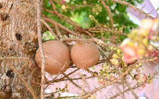 Cannonball fruit on the cannonball tree with flower, Shorea robusta Dipterocarpaceae - Sal, Shal, Sakhuwan, Sal Tree, Sal of India, Religiosa photo