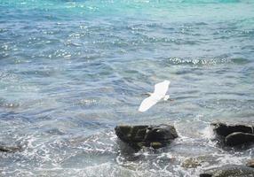 pájaro blanco volando en la costa rocosa paisaje isla tropical con océano