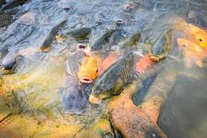 carpa tilapia y bagre comiendo alimentos en estanques de superficie de agua en estanques de superficie de agua, granja de peces flotando para respirar en la superficie del agua en el lago cerca del río asiático foto