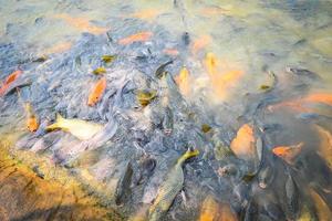 carpa tilapia y bagre comiendo alimentos en estanques de superficie de agua en estanques de superficie de agua, granja de peces flotando para respirar en la superficie del agua en el lago cerca del río asiático foto