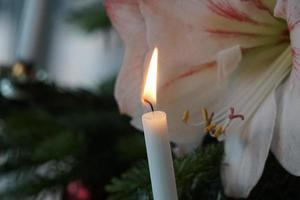 luz de velas en el árbol de navidad y amarilis blanco. foto