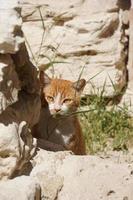 Red-White Cat Sitting On The Stone Ruin Of The Ancient Roman Amphitheater, Alexandria, Egypt.