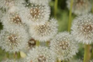 las flores de diente de león con semillas. foto