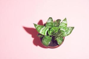 Decorative home plant in a brown plastic pot under the bright light on pink background. Home plant with beautiful green leaves. photo