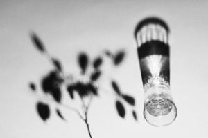 vaso de agua bodegón imagen en blanco y negro. vaso de agua con sombra de rama de árbol. foto