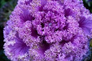 Chidori kale with water drops photo