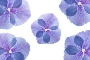 backlit pattern photo of blue and purple hydrangea flower