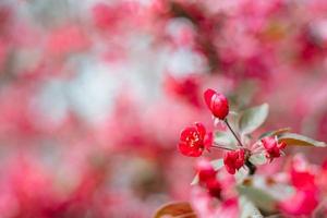 Praire Fire Crabapple bright pink blossom in April Spring photo
