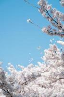 White and pink cherry apple blossoms on a sunny day photo