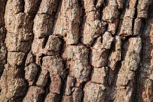 Tree bark texture photo