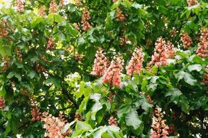 Chestnut tree blossoms photo