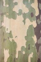 Platanus sycamore camouflage bark photo