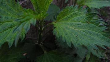 nettle green leaves background. close-up photo of green leaves. nature background