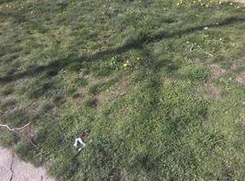 naturaleza al aire libre con hojas verdes y exuberantes vegetación y árboles foto