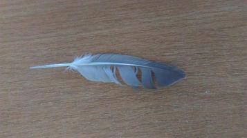 feather on a desk photo