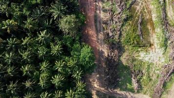 Aerial look down dead and life oil palm video