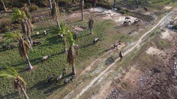 Group of buffaloes walk at oil palm video