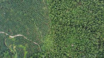 vue aérienne plantation de palmiers à huile