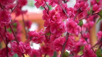 décoration artificielle de fleur de prunier rouge