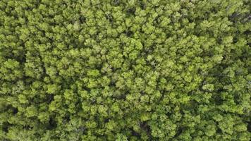 Green scenery mangrove jungle in aerial view video