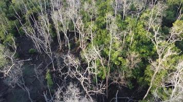 Leafless mangrove tree forest video