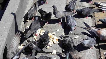 Group of pigeons eat bread
