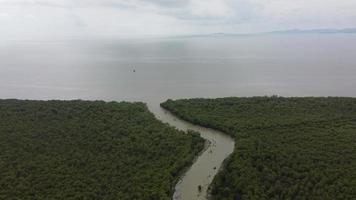 vuelo aéreo sobre el río en el árbol de mangle video