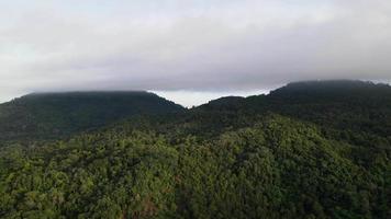 Luftfliege über Wald mit niedriger Wolke video