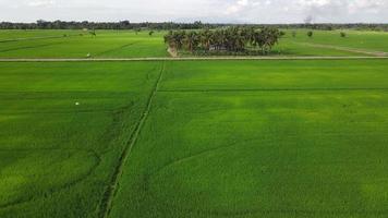 Aerial view egret bird fly at green scenery video