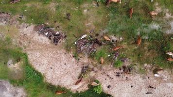 vacas de vista aérea procurando comida perto de lixo video