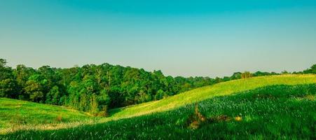 Beautiful rural landscape of green grass field with white flowers on clear blue sky background in the morning on sunshine day. Forest behind the hill. Planet earth concept. Nature composition photo