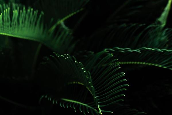 Dark green leaves in the garden. Green leaf texture. Nature abstract  background. Tropical forest. Above view of dark green leaves with natural  pattern at night. Tropical plant wallpaper. Greenery 7765861 Stock Photo