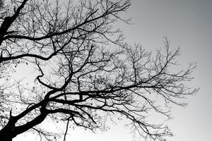 siluetee el árbol muerto y las ramas en el cielo gris. fondo para la muerte pacífica, solitaria, triste, desesperanzada, tranquila y desesperada. triste de la naturaleza. muerte y triste trasfondo emocional. concepto de estado de ánimo deprimido. foto