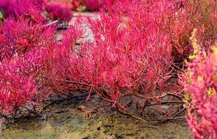 Seablite sueda maritima crecimiento en suelo ácido. plantas indicadoras de suelos ácidos. seablita rosa. Plantas amantes de los ácidos. fondo del día de san valentín. planta exótica con hojas rosas. foto