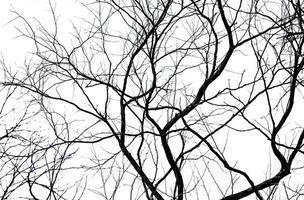 silueta árbol muerto y rama aislado sobre fondo blanco. ramas negras de fondo de árbol. fondo de textura de la naturaleza. rama de árbol para diseño gráfico y decoración. arte en escena en blanco y negro. foto