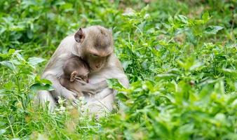 el mono se sienta a alimentar a su bebé del pecho en la hierba salvaje foto