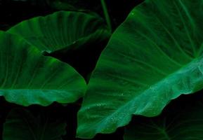 Green leaf with rain drop in jungle. Water drop on leaves. Green leaf texture background with minimal pattern. Green leaves in tropical forest on dark background. Greenery wallpaper. Botanical garden. photo