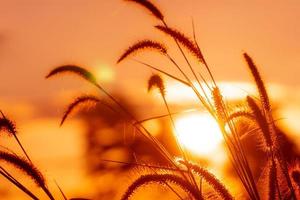 Meadow grass flower with dewdrops in the morning with golden sunrise sky. Selective focus on grass flower on blur bokeh background of yellow and orange sunshine. Grass field with sunrise sky. photo