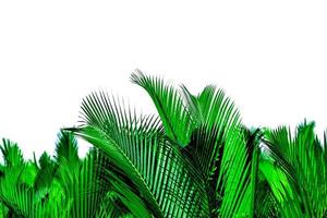 Green leaves of palm isolated on white background. Nypa fruticans Wurmb Nypa, Atap palm, Nipa palm, Mangrove palm. Green leaf for decoration in organic products. Tropical plant. Green exotic leaf. photo