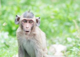 Baby brown monkeys are feeding in the mouth photo