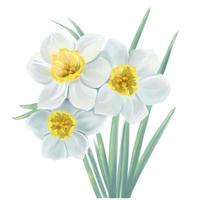blooming flowers white flower daffodil vector illustration